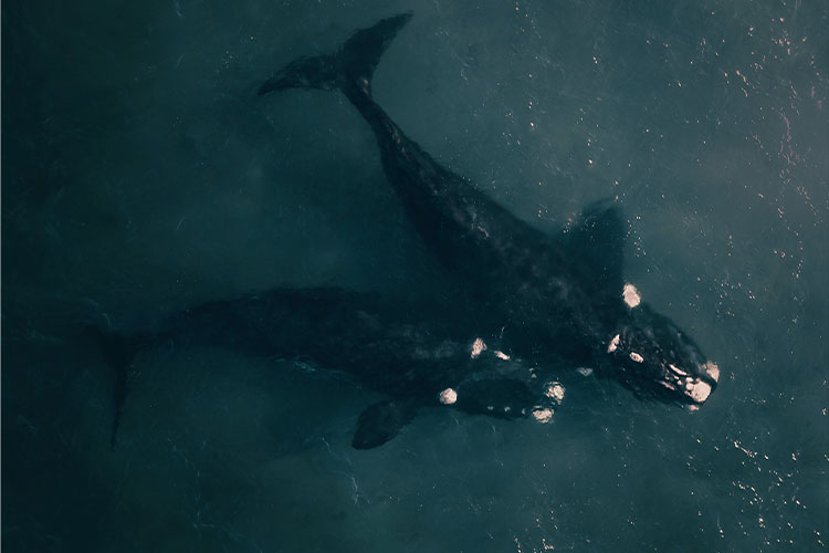 Aerial view of two whales swimming near the sea surface