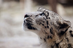 Snow leopard looking upwards